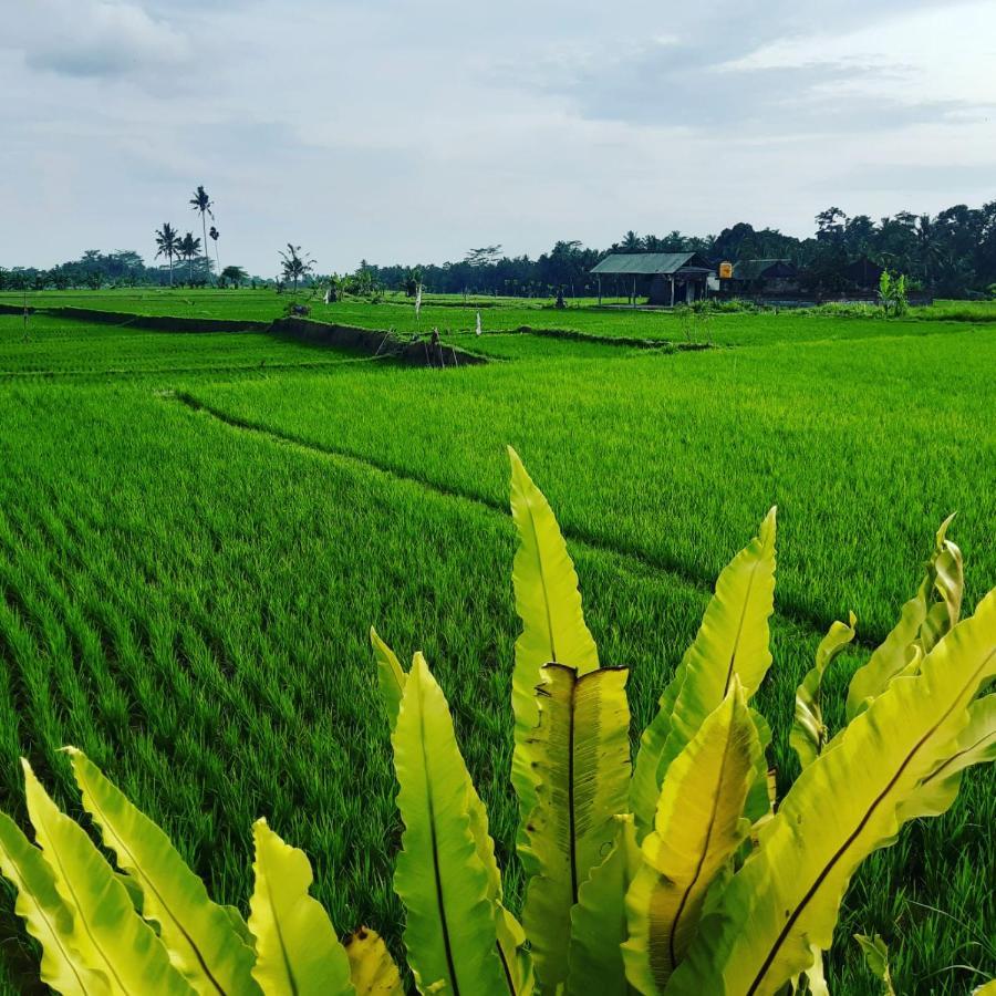 Villa Popolan And Guest House Ubud Esterno foto